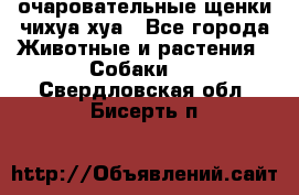 очаровательные щенки чихуа-хуа - Все города Животные и растения » Собаки   . Свердловская обл.,Бисерть п.
